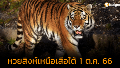 คอหวยจดด่วน "สิงห์เหนือเสือใต้" เจาะเลขเบิ้ล พร้อมเลขสองตัว ลุ้นรวย 1 ต.ค. 66