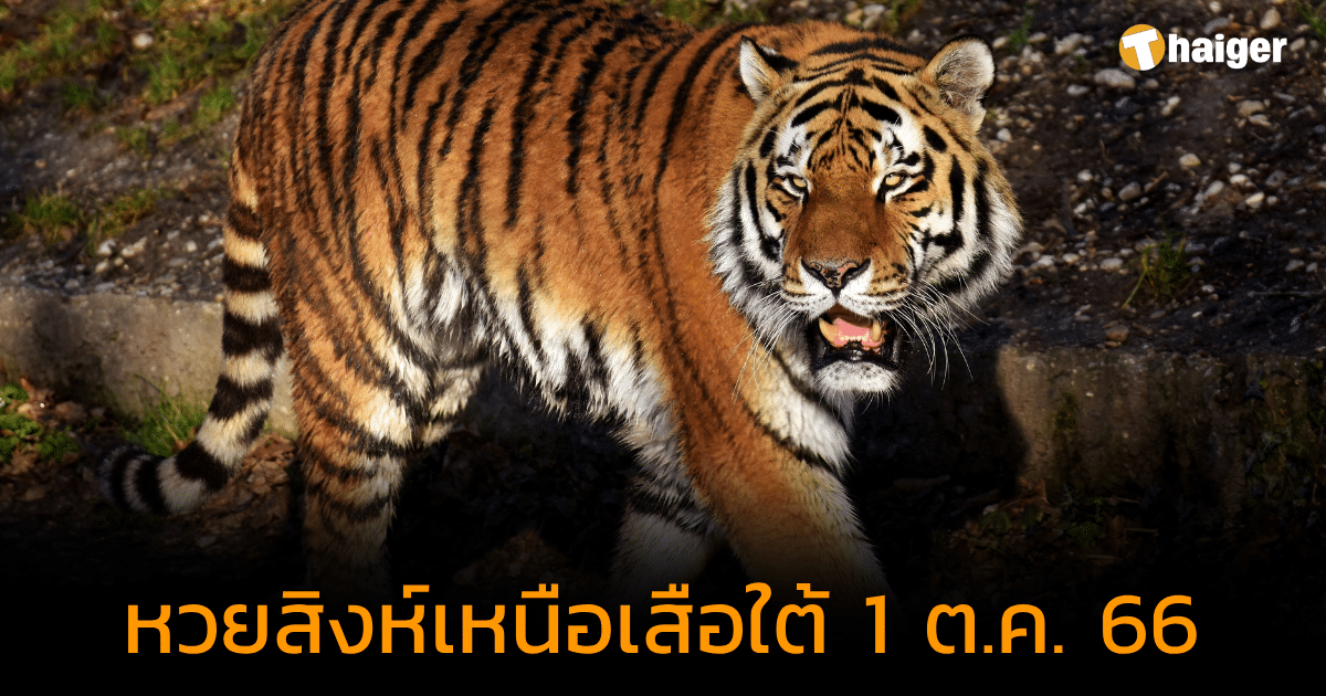 คอหวยจดด่วน สิงห์เหนือเสือใต้ เจาะเลขเบิ้ล-สองตัว ลุ้นรวย 1 ต.ค. 66 | Thaiger ข่าวไทย