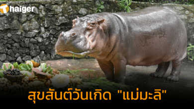 ฉลองวันเกิด 58 ปี "แม่มะลิ" ฮิปโปโปเตมัส อายุยืนที่สุดในประเทศไทย