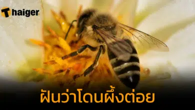 ฝันว่าโดนผึ้งต่อย ทำนายฝันเจ็บจี๊ด พร้อมตีเลขเด็ดนำโชค