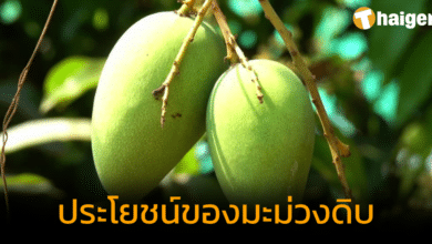 มะม่วงดิบ มีประโยชน์กว่าที่คิด ผลไม้เปรี้ยวจี๊ด คุณค่าโภชนาการสูง