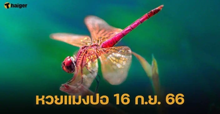 กระพือปีกแจกโชค ‘หวยแมงปอ’ 16 9 66