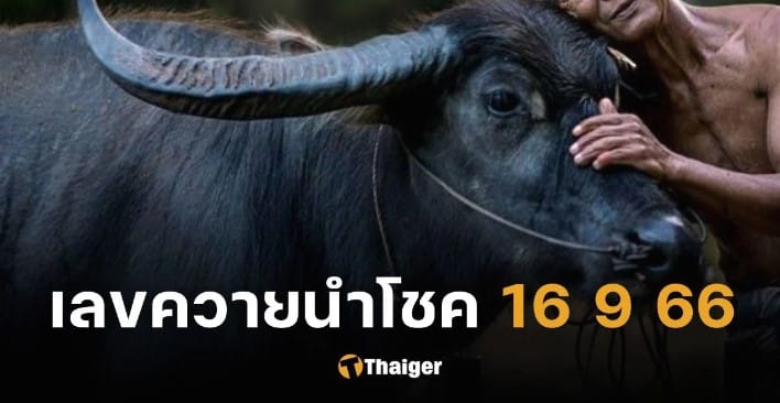 ควายนำโชค 16 9 66