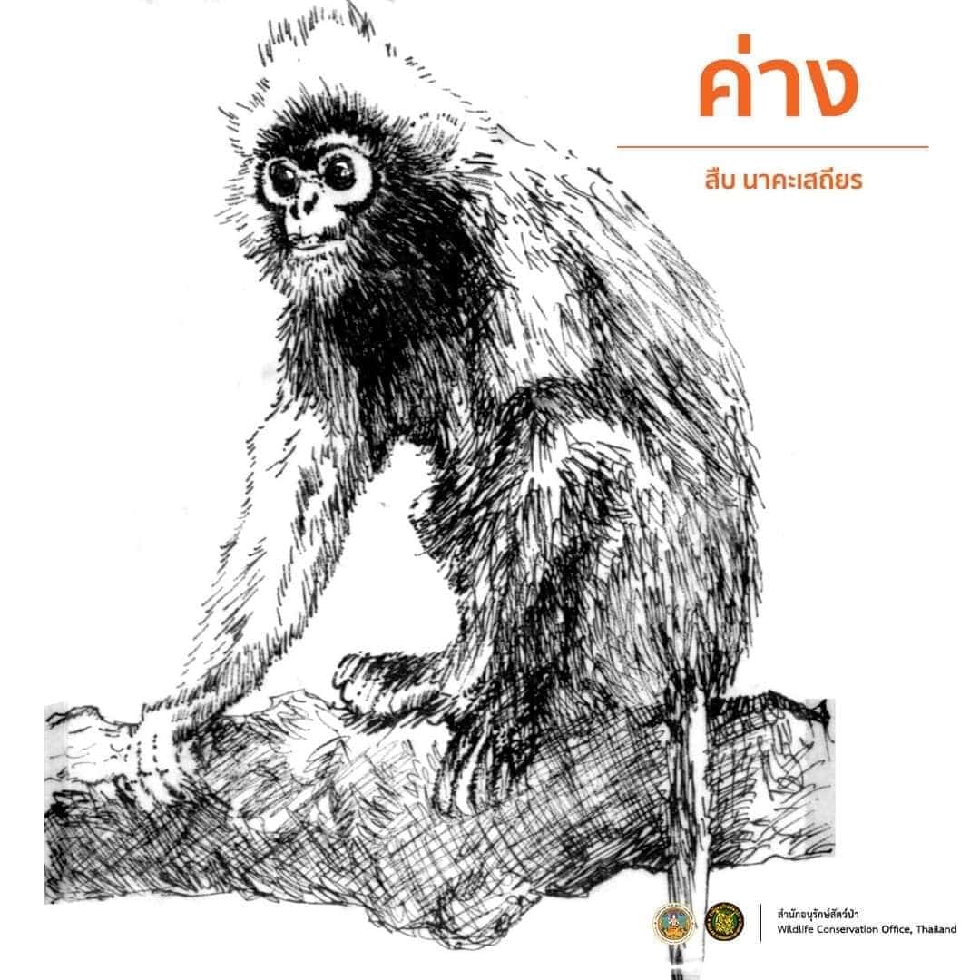 ค่าง สืบ นาคะเสถียร