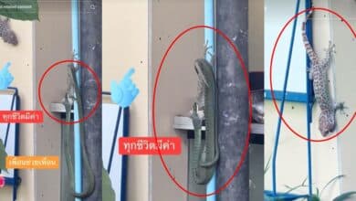 งูเขียวงับหัวตุ๊กแก