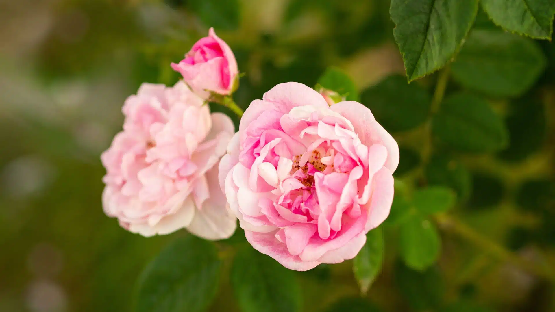 ทายนิสัยจากดอกไม้ที่ชอบ