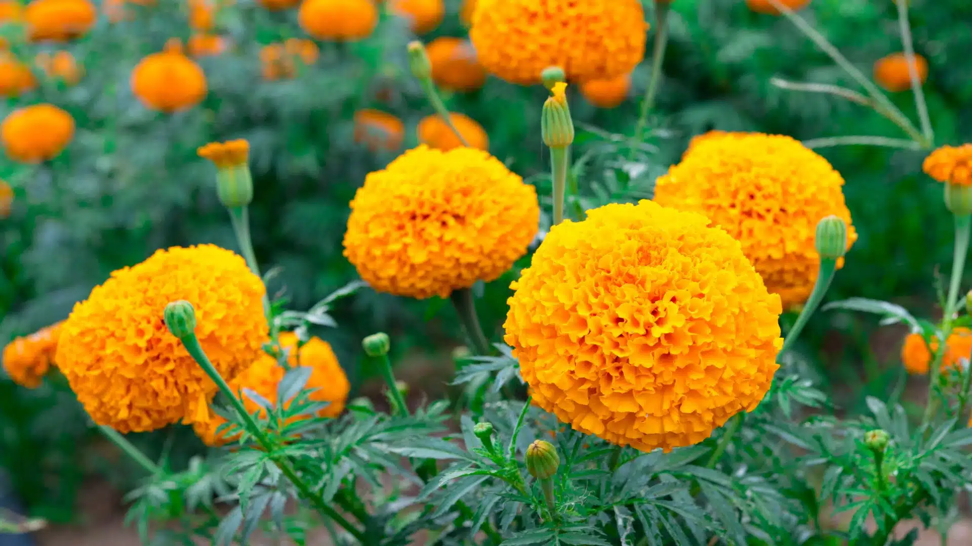 ทายนิสัยจากดอกไม้ที่ชอบ