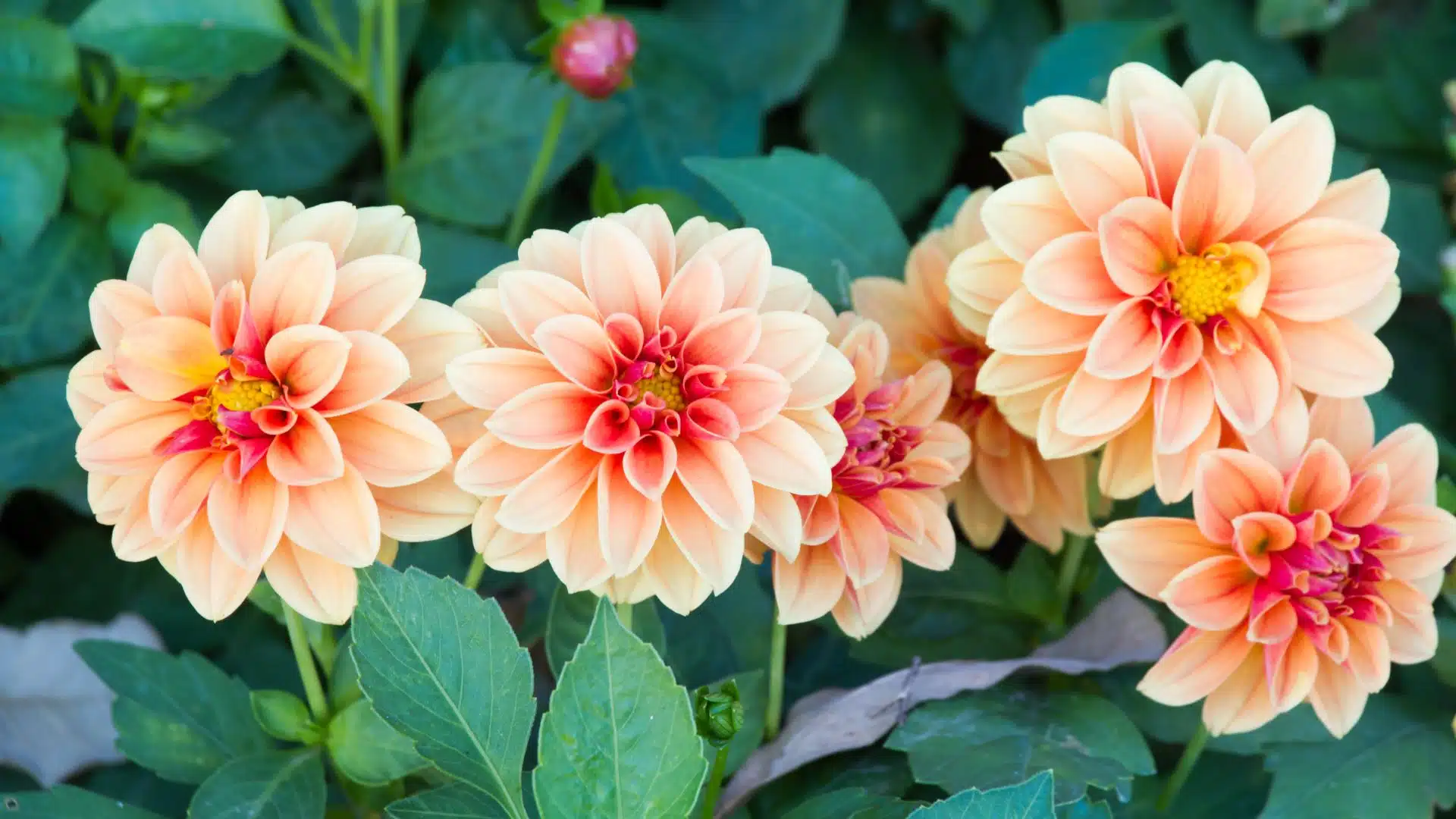 ทายนิสัยจากดอกไม้ที่ชอบ