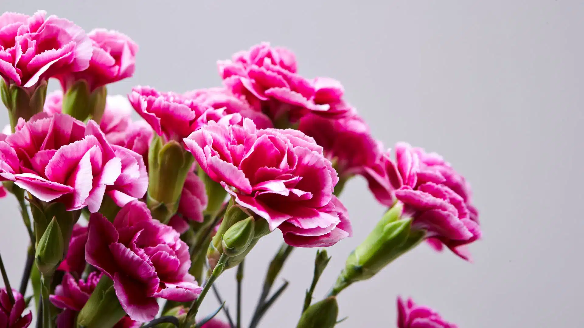 ทายนิสัยจากดอกไม้ที่ชอบ