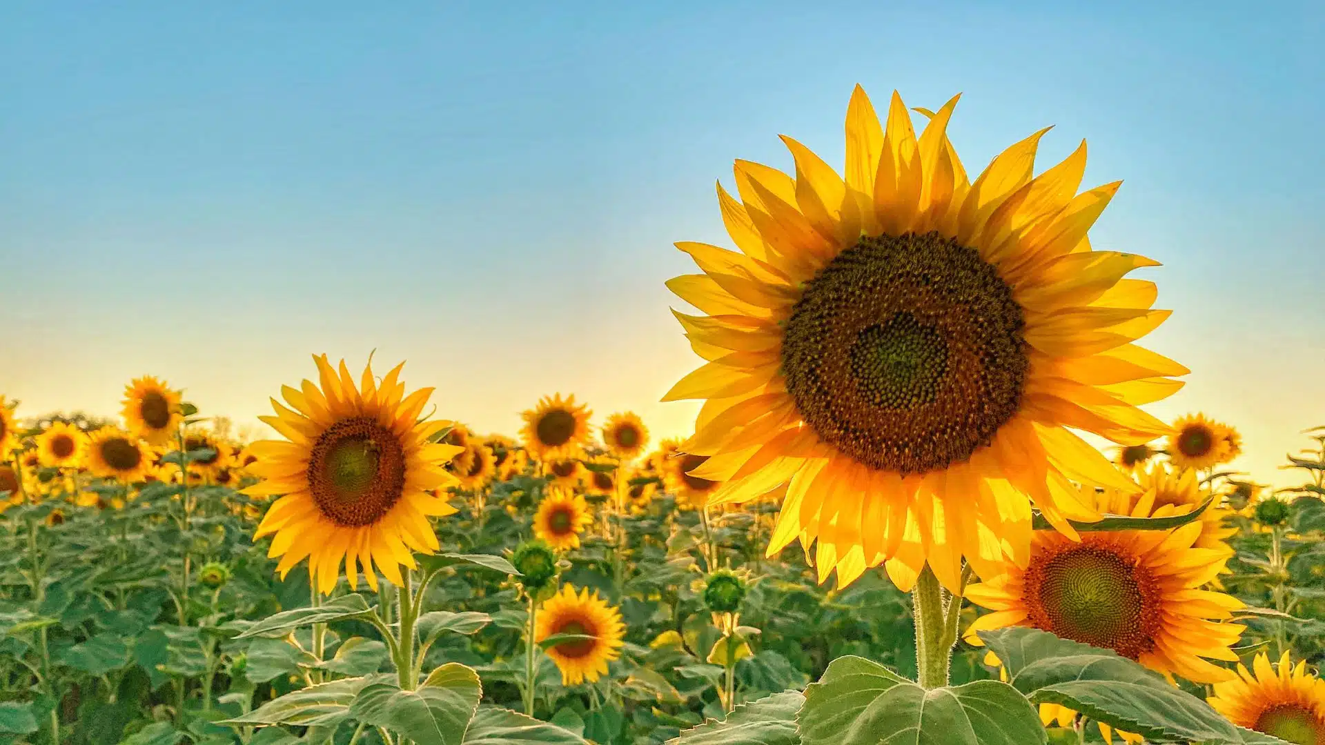 ทายนิสัยจากดอกไม้ที่ชอบ