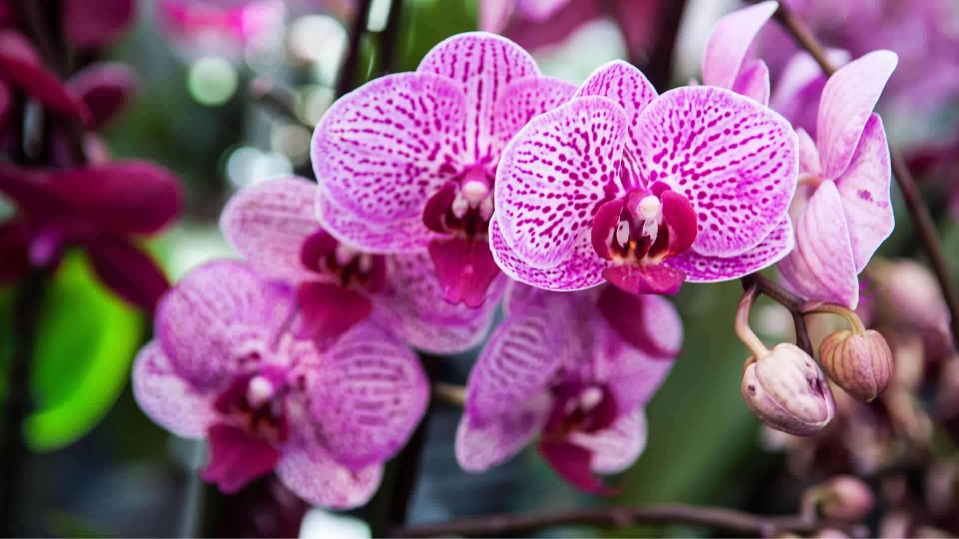 ทายนิสัยจากดอกไม้ที่ชอบ