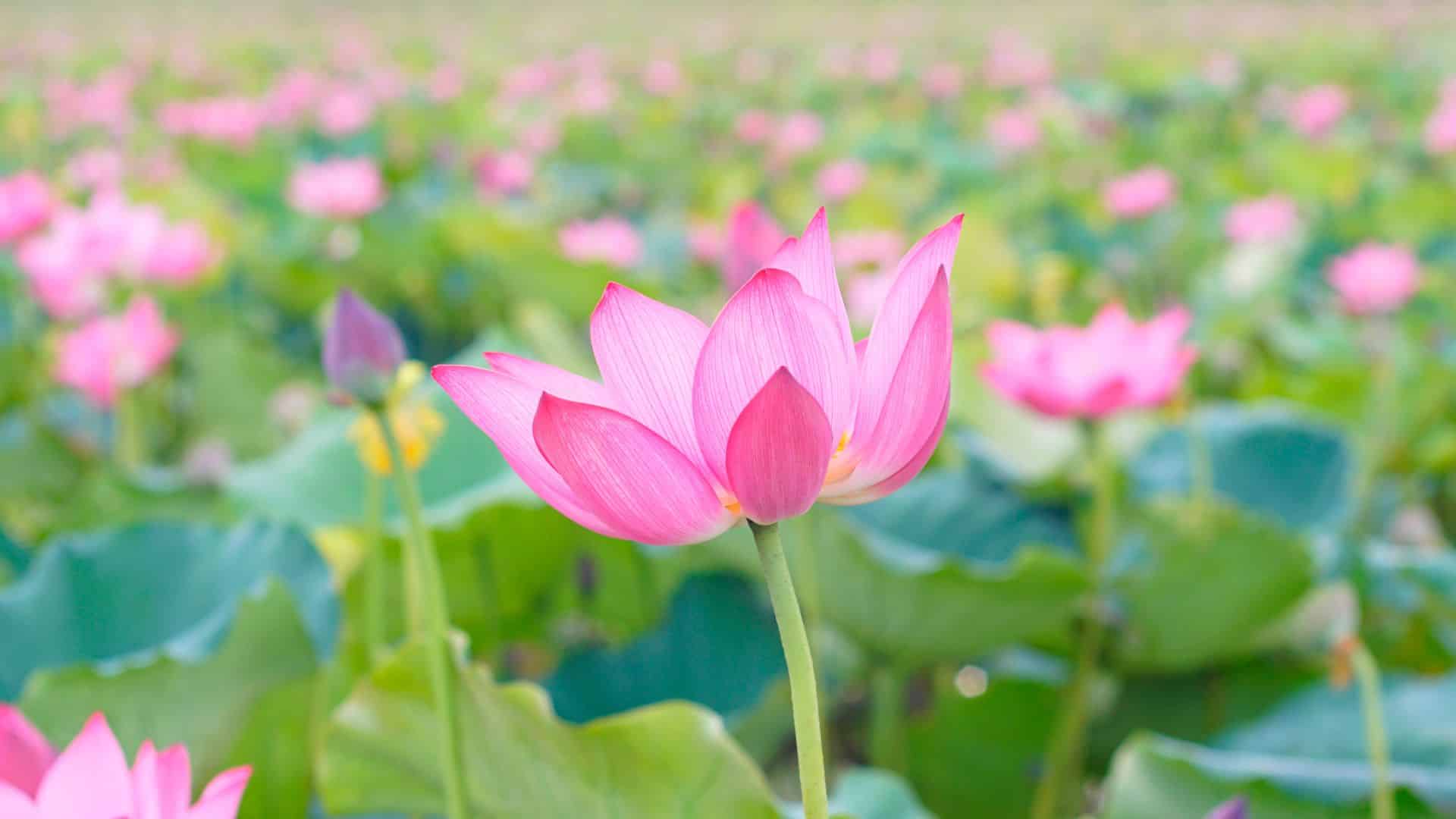 ทายนิสัยจากดอกไม้ที่ชอบ