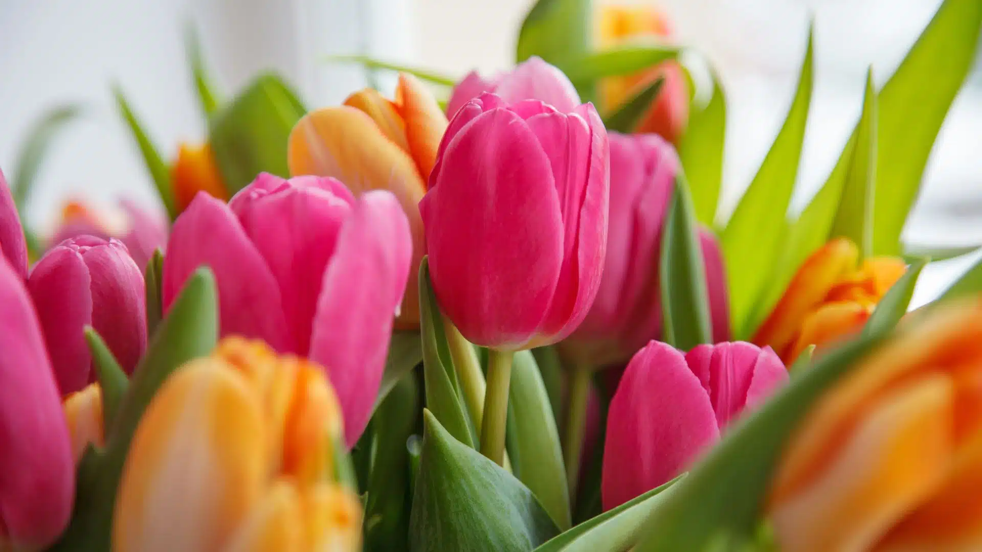 ทายนิสัยจากดอกไม้ที่ชอบ