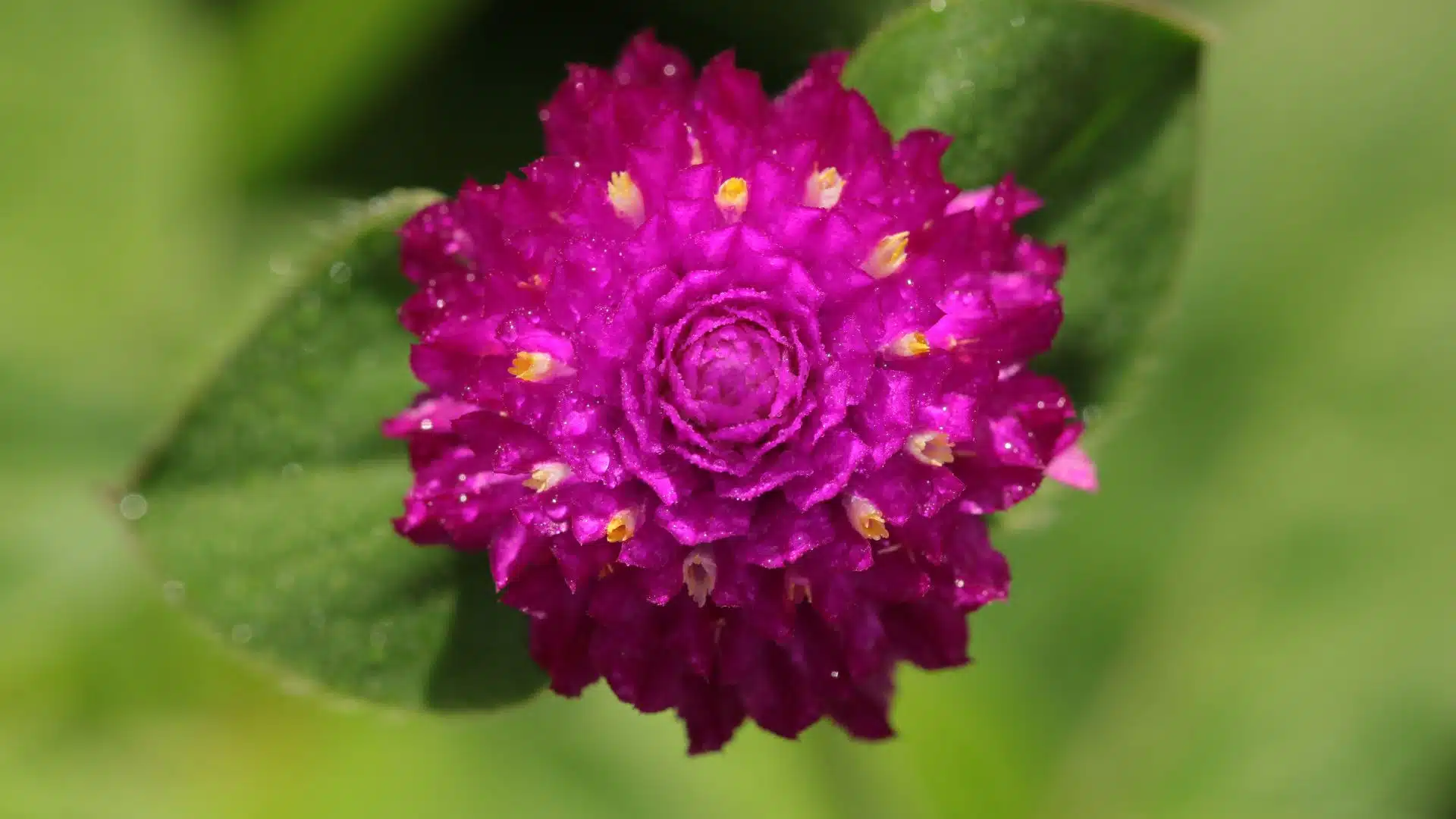 ทายนิสัยจากดอกไม้ที่ชอบ