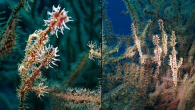 ปลาจิ้มฟันจระเข้ปีศาจ Ghost pipefish