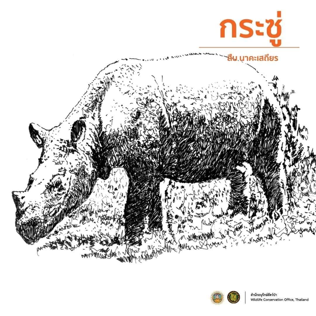 ภาพวาดลายเส้น สืบนาคะเสถียร กระซู่