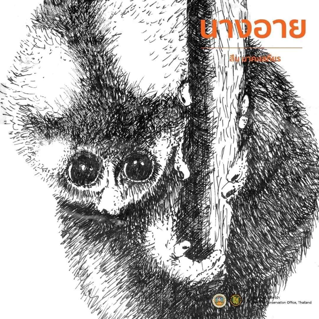 นางอาย ภาพวาดลายเส้น สืบนาคะเสถียร