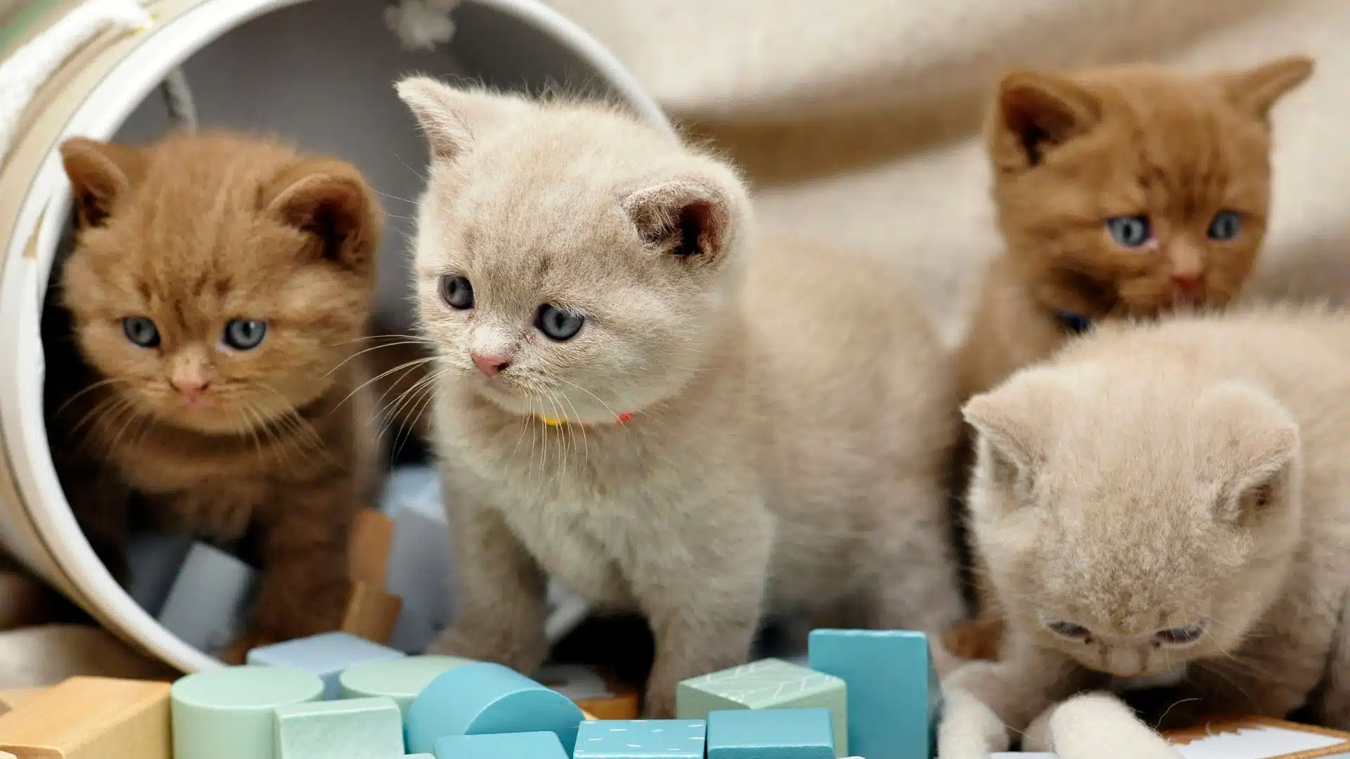 ฝันเห็นลูกแมว