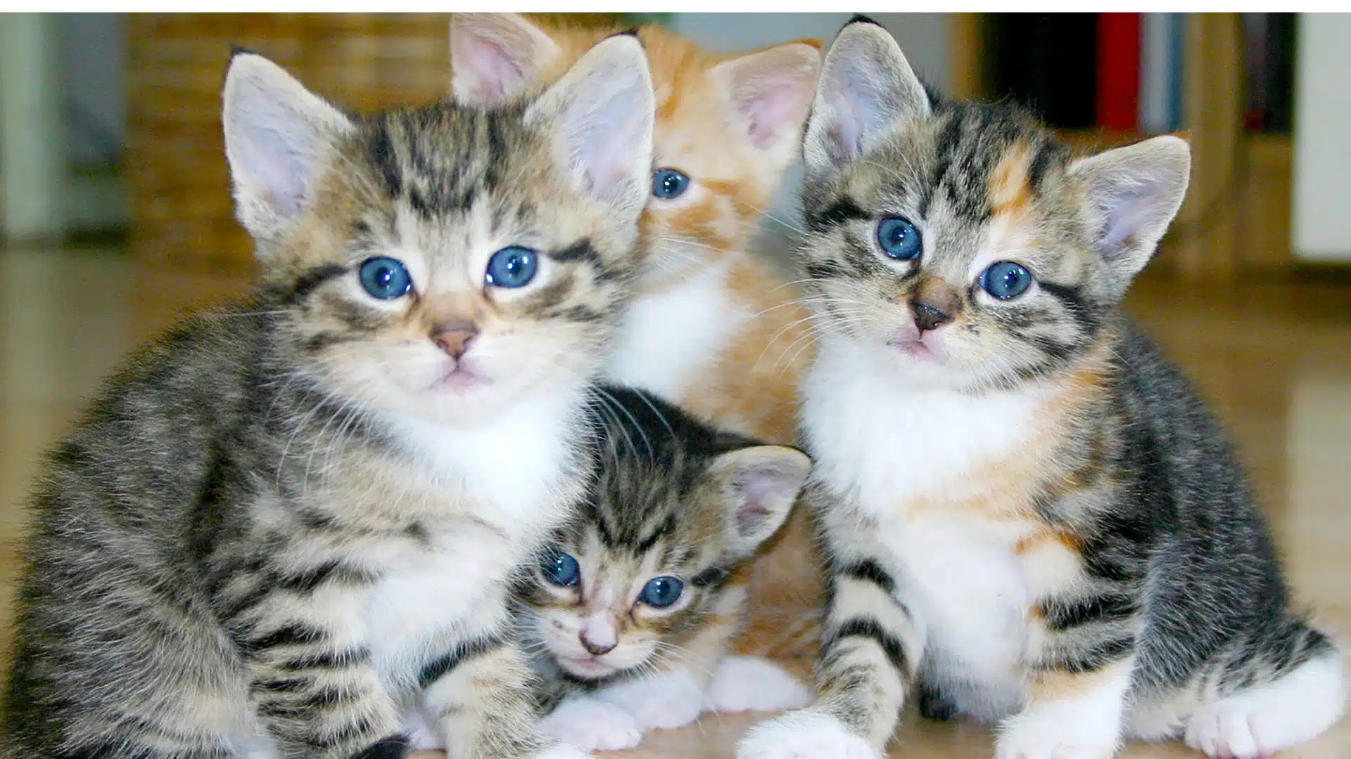 ฝันเห็นลูกแมว