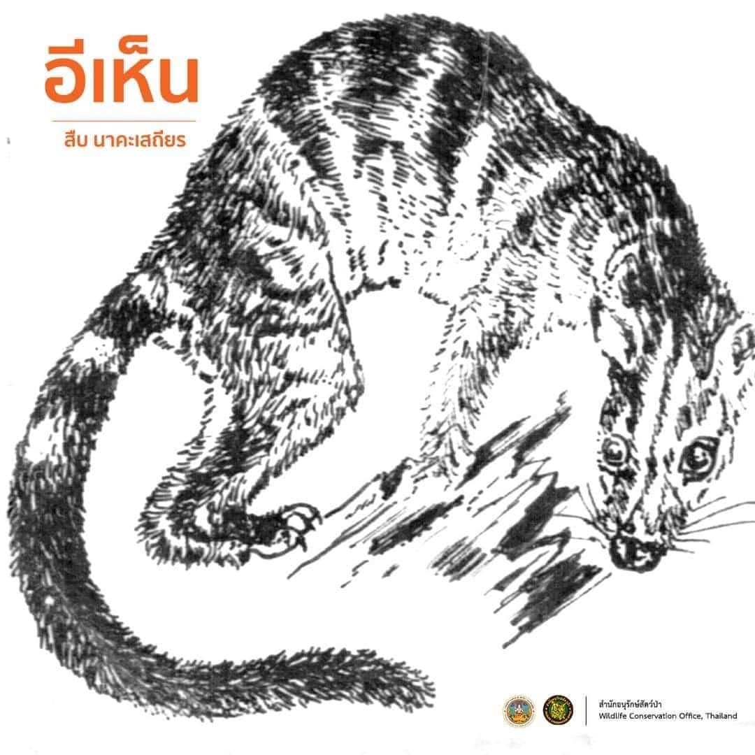 ภาพวาดลายเส้น สืบ นาคะเสถียร บ่าง