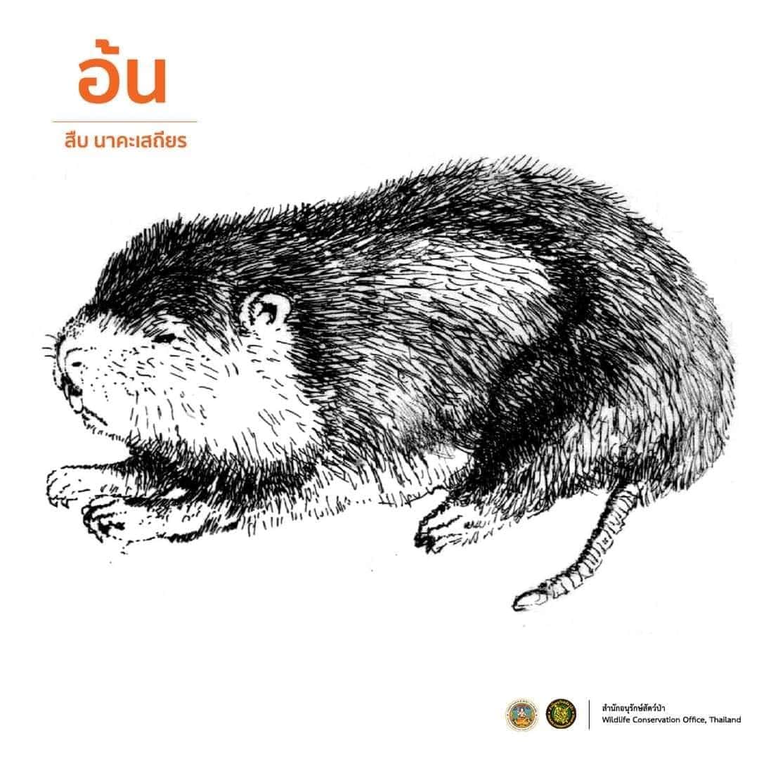 ภาพวาดลายเส้น สืบ นาคะเสถียร