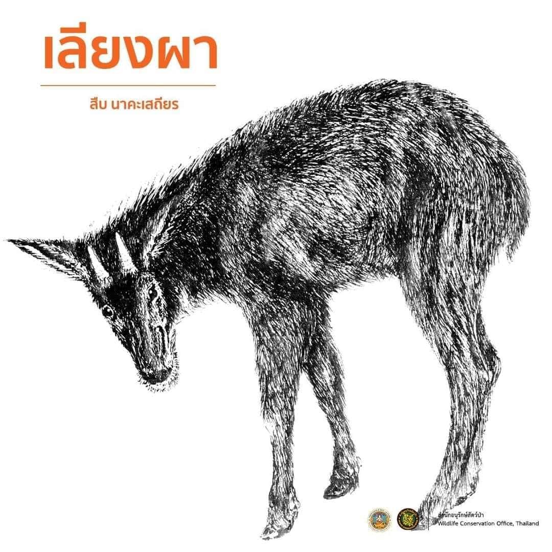 ภาพวาดลายเส้น สืบนาคะเสถียร