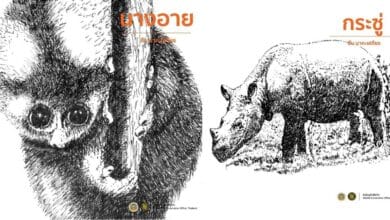 ภาพวาดลายเส้นสัตว์ป่า สืบ นาคะเสถียร