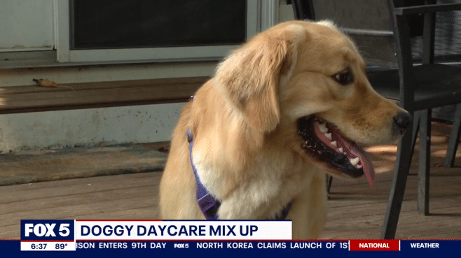 รับหมาผิดตัว