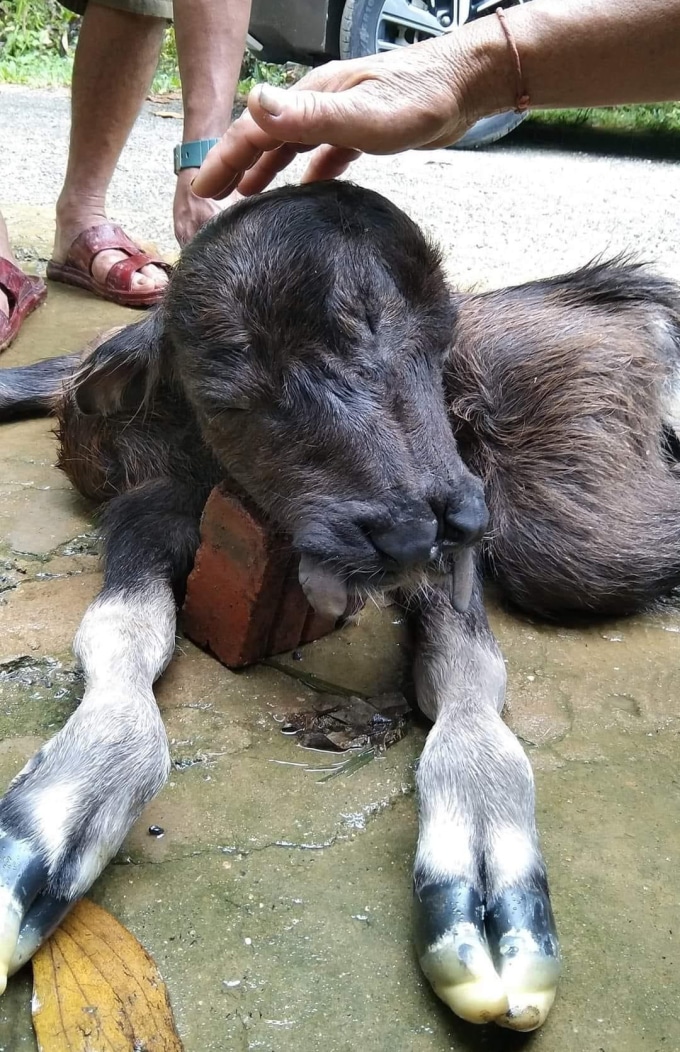 ลูกวัว 8 ขา 2 ลิ้น 3 ตา