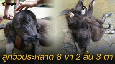 ลูกวัว 8 ขา 2 ลิ้น 3 ตา