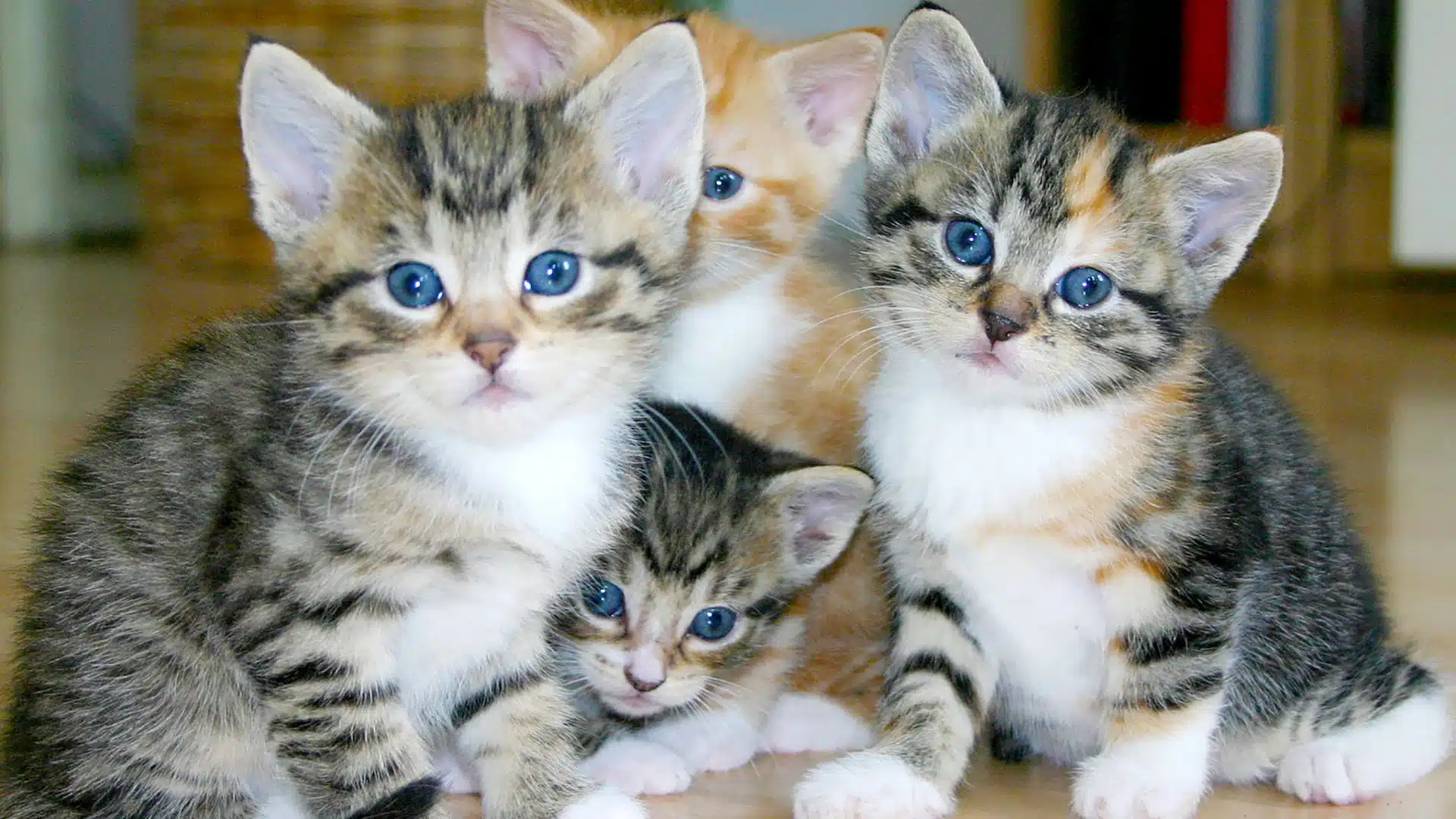 วิธีดับกลิ่นฉี่แมว 2566