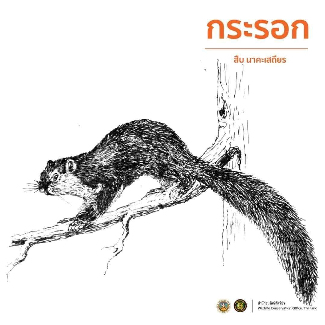 สืบ นาคะเสถียร กระรอก