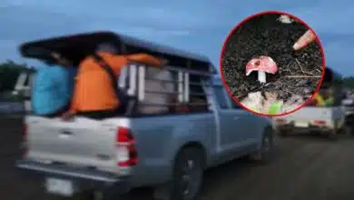 เก็บเห็ดบุรีรัมย์