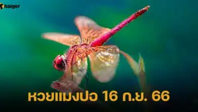 หวยแมงปอ 16 ก.ย. 66