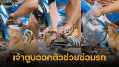 เจ้าตูบออกตัวช่วยซ่อมรถ