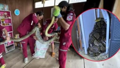 เลขเด็ด 1 10 66 งูเข้าบ้าน