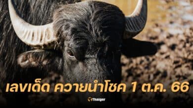 เลขเด็ด ควายนำโชค 1 10 66