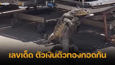 เลขเด็ด ตัวเงินตัวทองกอดกัน
