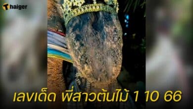 เลขเด็ด พี่สาวต้นไม้ 1 10 66