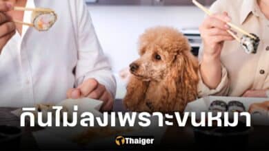 ปกสาวกินไม่ลงเพราะขนหมา