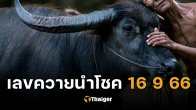 เลขเด็ดควายนำโชค 16 9 66