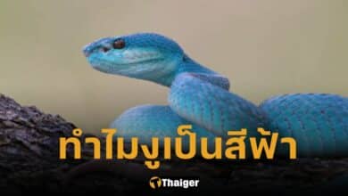ปกงูสีฟ้า