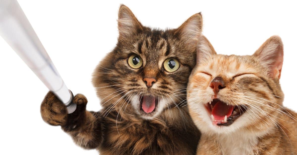 แคปชันความสุขฮาแกล้งแฟน