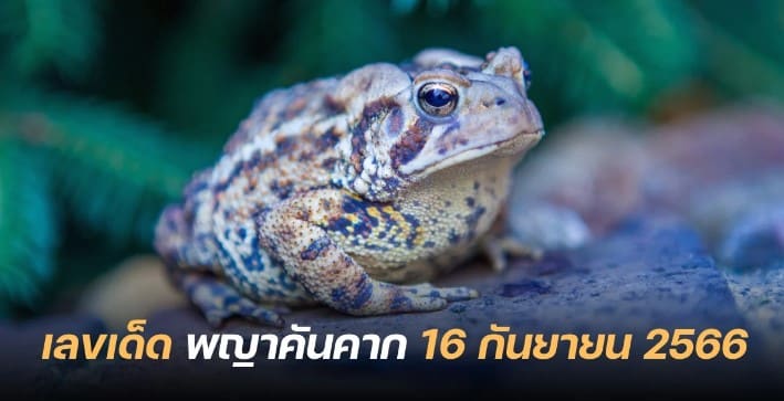 เลขเด็ดพญาคันคาก 16 9 66