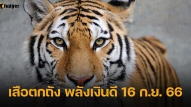 เสือตกถัง พลังเงินดี 16 ก.ย. 66