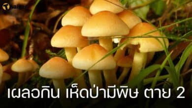 เห็ดป่ามีพิษ ตาย 2
