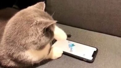 ดูคลิปแมวเล่นเกม