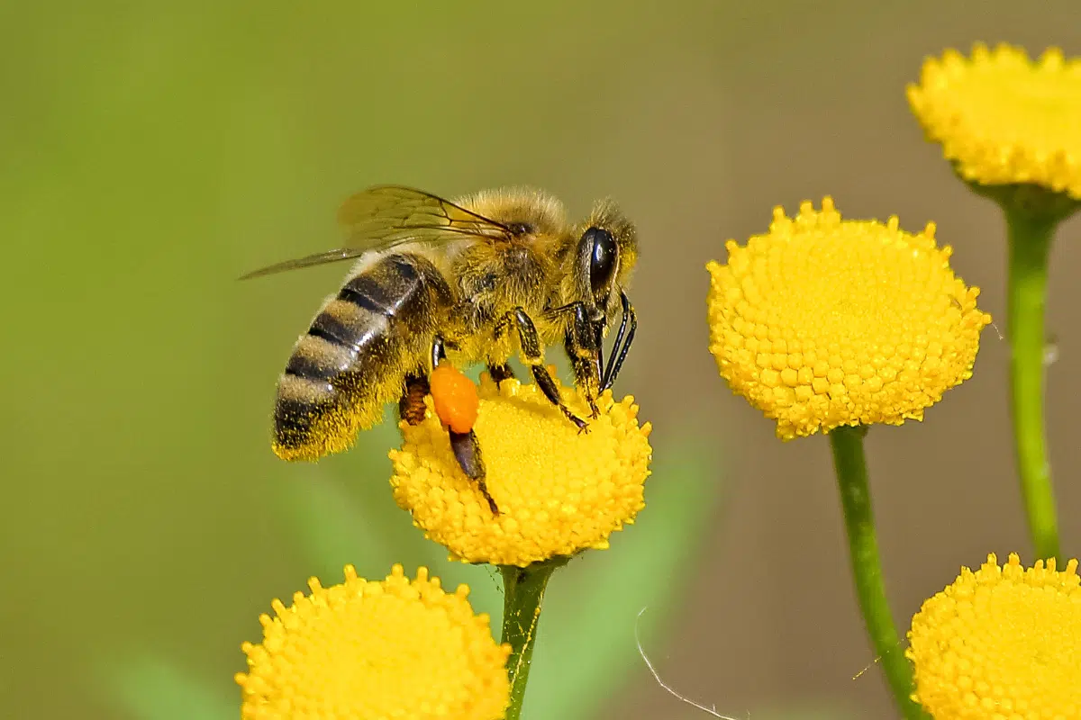 ฝันว่าโดนผึ้งต่อย ทำนายฝันเจ็บจี๊ด พร้อมตีเลขเด็ดนำโชค