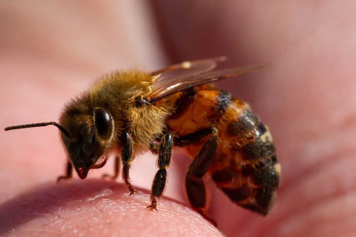 ฝันว่าโดนผึ้งต่อย ทำนายฝันเจ็บจี๊ด พร้อมตีเลขเด็ดนำโชค