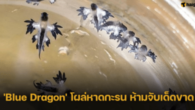 'Blue Dragon' โผล่หาดกะรน กรมทรัพยากรทางทะเลและชายฝั่งเตือน ห้ามจับเด็ดขาด
